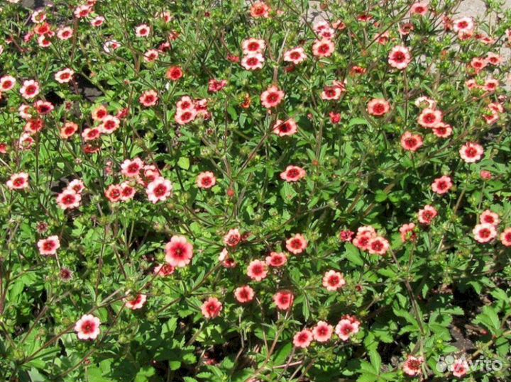 Лапчатка Непальская