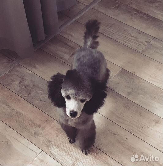 Тойпудель вязка