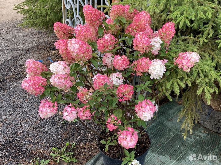 Гортензия метельчатая