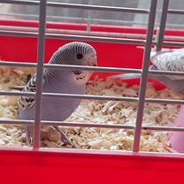 Птенцы волнистый попугай