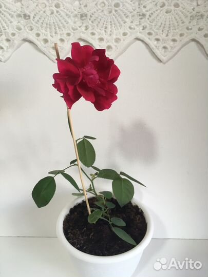 Бенгальская вишневая роза