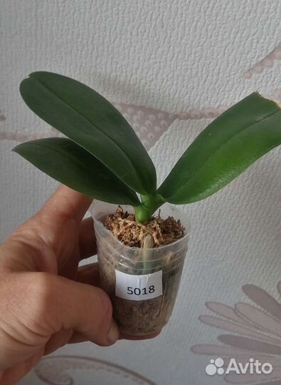 Орхидея бабочка