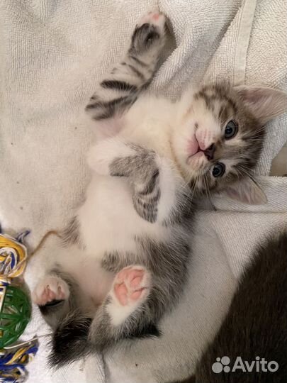 Котята в добрые руки