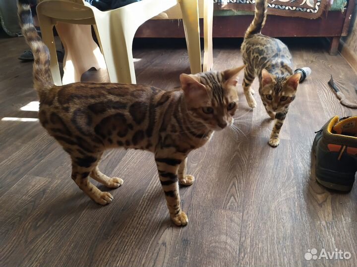 Бенгальские котики