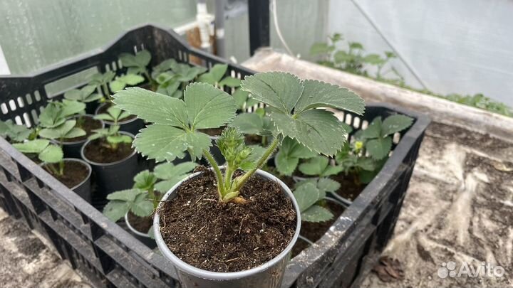 Рассада клубники Альба, азия, клери, Елизавета 2