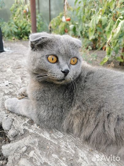 Британская кошка в дар