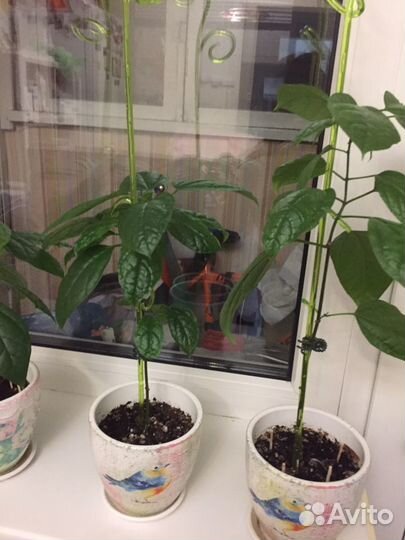 Клеродендрум томпсон