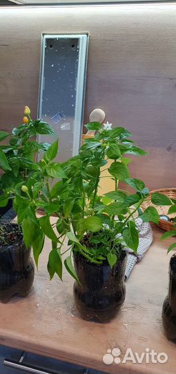 Перец комнатный острый