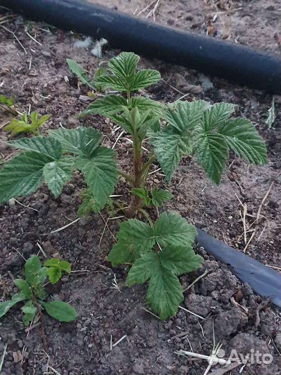 Саженцы мал