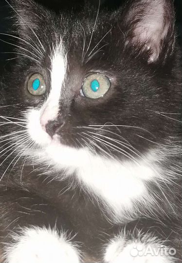 Отдам кошечку в хорошие руки бесплатно