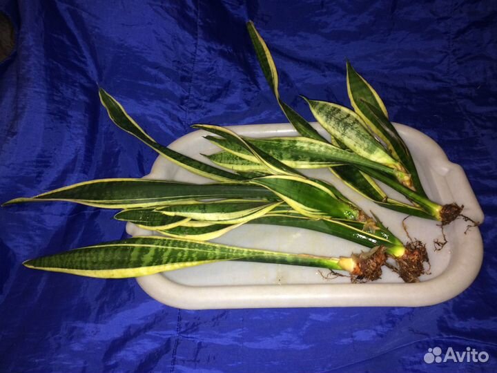 Сансевиерия Лоуренса