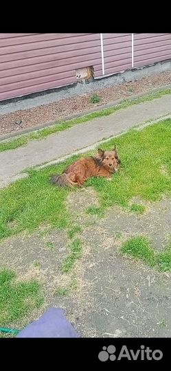 Потерялась собака