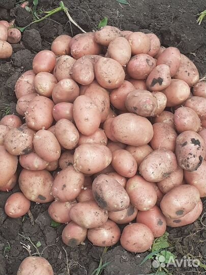 Продам картошку оптом
