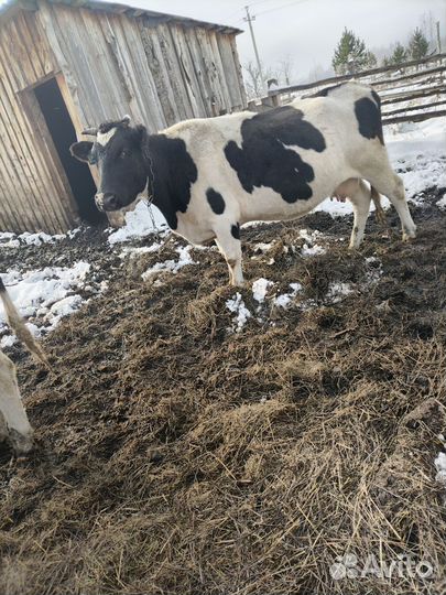 Коровы и быки на мясо