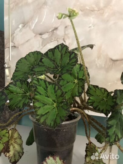 Бегония тигровая