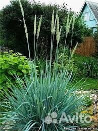 Колосняк песчаный, Элимус