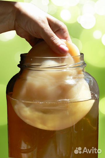 Чайный гриб комбуча