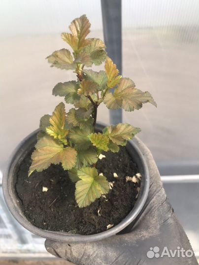 Пузыреплодник