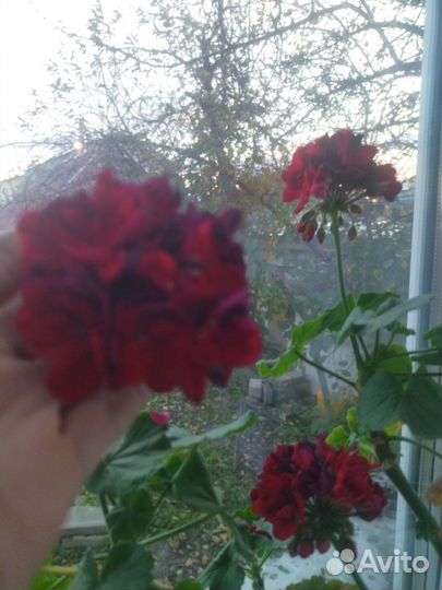 Пеларгония герань сортовая