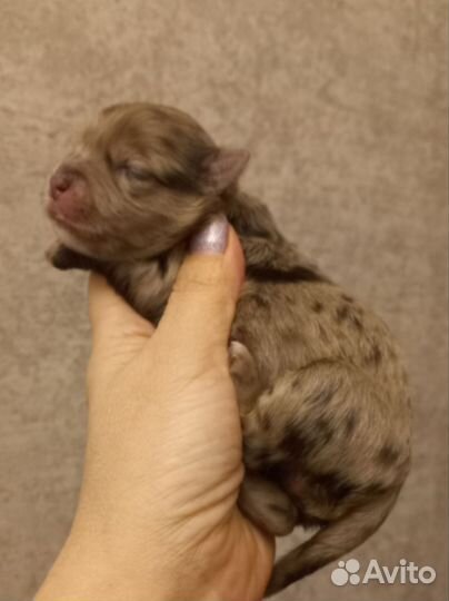 Цветные йорки