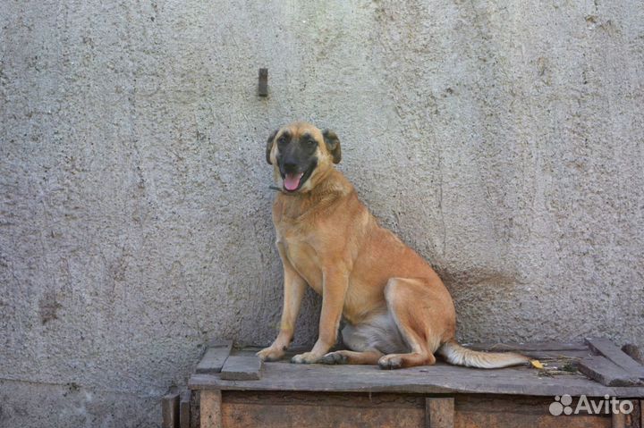 Собака на охрану дома Динка