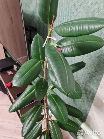 Фикус каучуконосный большой