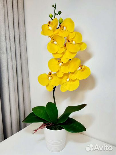 Орхидея фаленопсис декоративная