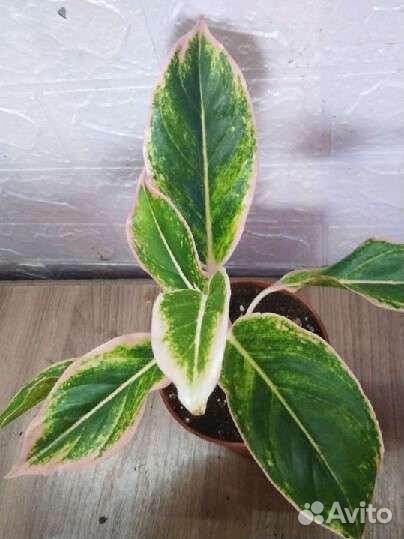 Аглаонема Липстик пинк