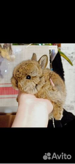 Декоративные кролики мини