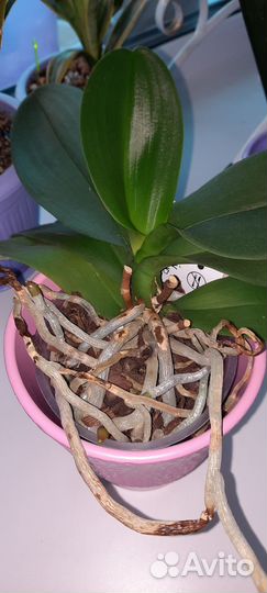 Орхидея фаленопсис