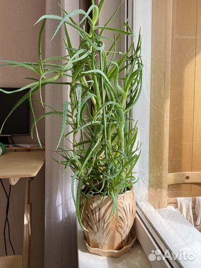 Алоэ столетник