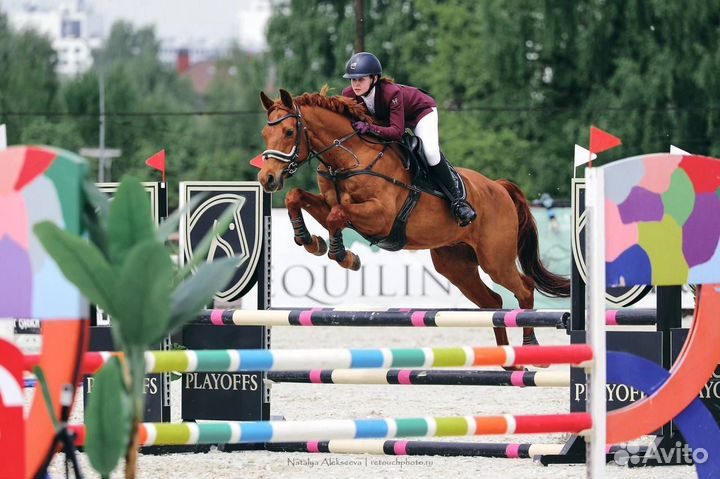 Спортивный мерин учитель