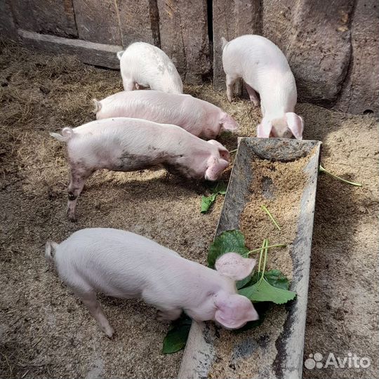 Поросенок ландрас