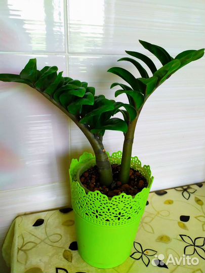 Замиокулькас, фикус Бенджамин