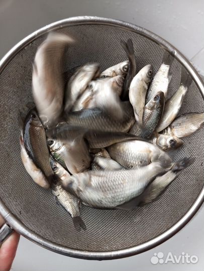 Живец карасик