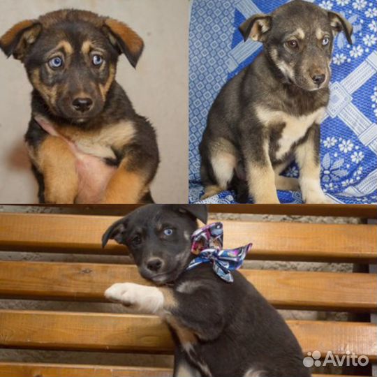 Милые девочки хаски