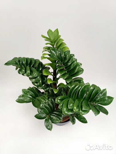 Замиокулькас Зензи