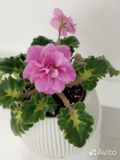 Сортовые фиалки