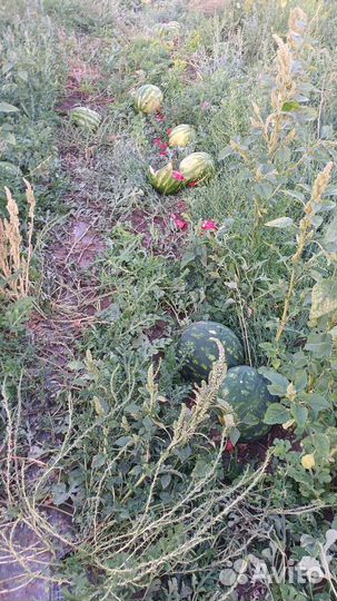 Арбуз оптом