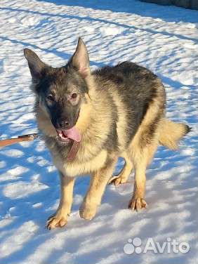 В добрые руки