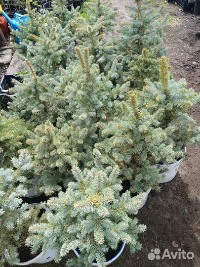 Елка Голубая