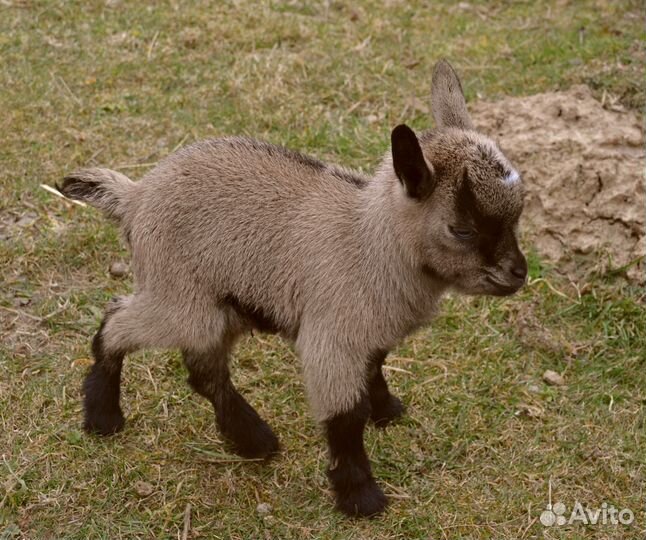 Козленок чех