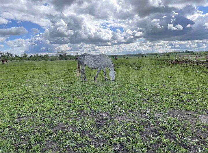 Участок 6 га (СНТ, ДНП)