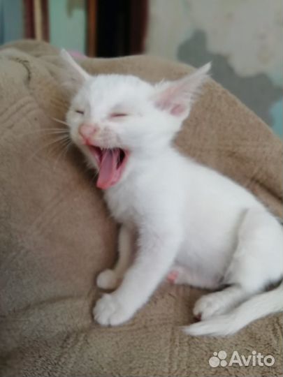 Котенок в добрые руки