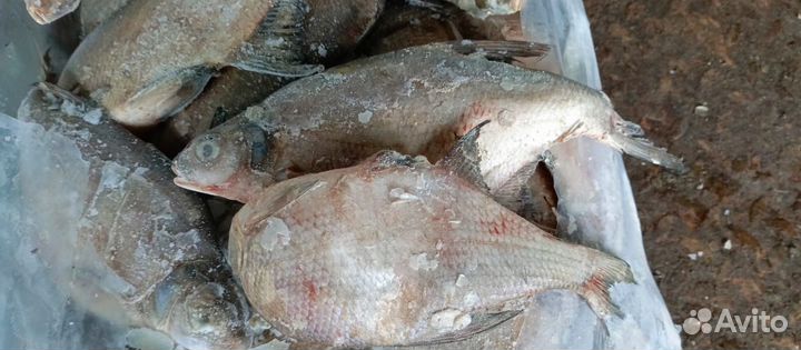 Лещ,Толстолобик свежемороженые