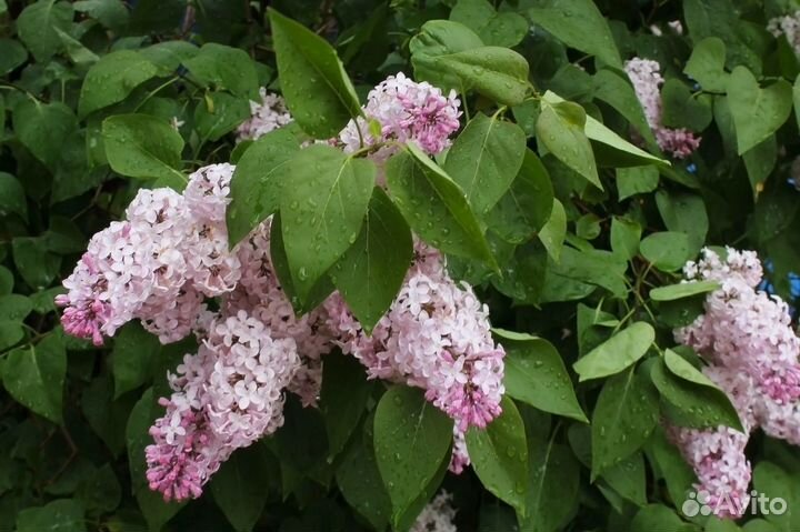 Саженцы сирени