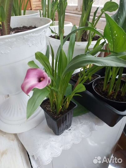 Клубни каллы