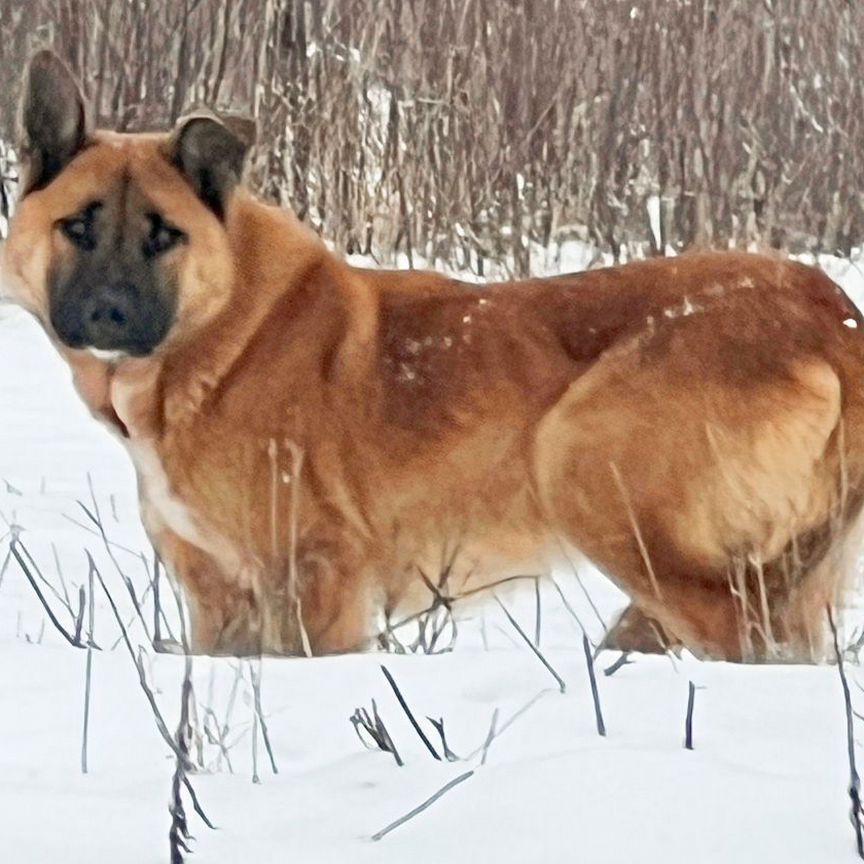 Собака в добрые руки