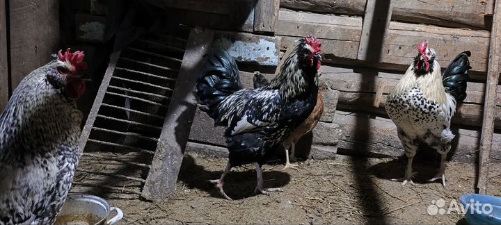 Петухи