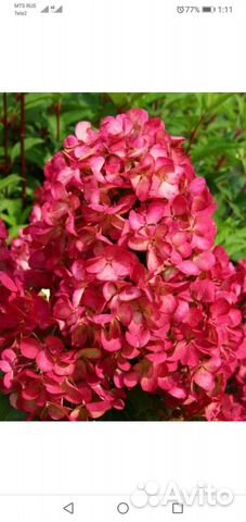 Гортензии разные 3,4,5,6л